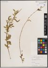 Foto von Salix caudata (Nutt.) A. Heller